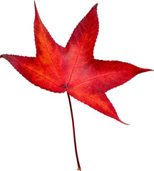 Red maple leaf in autumn. Transparent background