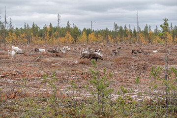 Reindeer Rangifer tarandus Herd and young calf spotted in northern part of Swedish Lappland Sweden jokkmokk