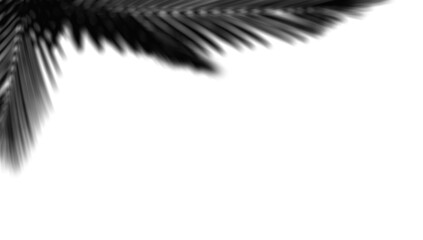 Transparent shadow effects with shadow overlays on transparent background. Transparent shadows of palm leaf, Leaves