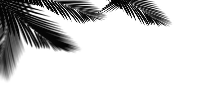 Transparent shadow effects with shadow overlays on transparent background. Transparent shadows of palm leaf, Leaves