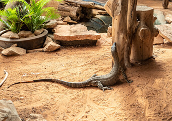 Large  monitor lizard in an aviary in Gan Guru kangaroo park in Kibutz Nir David in the north of Israel