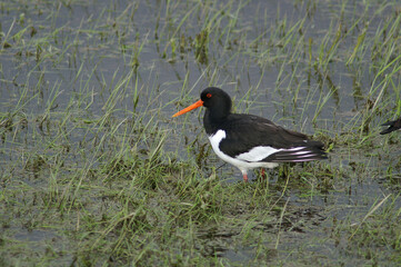 A portrait of an Eurasian Oystercatcher in a flooded meadow
