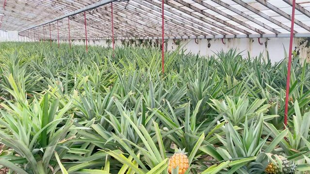 Young Pineapple Fruits in Greenhouse of Tropical Plantation