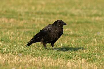 Fototapeta premium A Carrion Crow standing in a meadow 