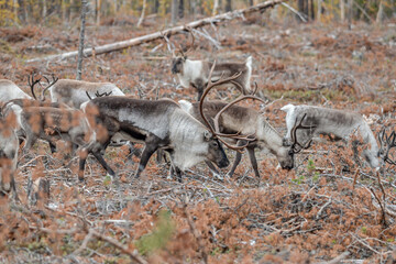 Reindeer Rangifer tarandus Herd and young calf spotted in northern part of Swedish Lappland Sweden jokkmokk