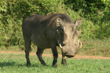 A portrait of a Warthog in Queen Elizabeth National Park, Uganda, Africa
