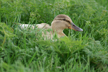 Portrait of a female Mallard resting in grass
