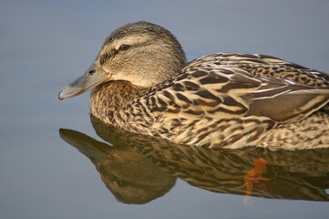 Portrait of a female Mallard swimming in a pond
