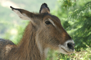 A portrait of a female Waterbuck in Queen Elisabeth National Park, Uganda, Africa

