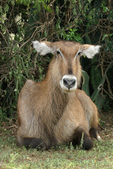A portrait of a female Waterbuck resting on a hot day, Uganda, Africa
