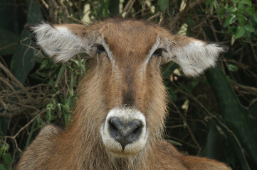 A portrait of a female Waterbuck resting on a hot day, Uganda, Africa

