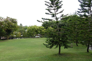 trees in the park