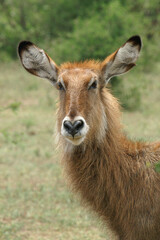 A portrait of a female Waterbuck in Queen Elisabeth National Park, Uganda, Africa
