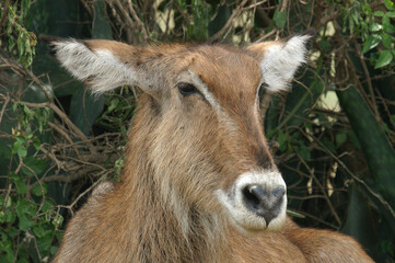 A portrait of a female Waterbuck resting on a hot day, Uganda, Africa
