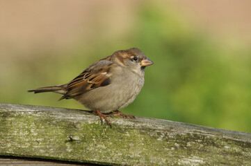 A portrait of an adult male House Sparrow perched on a fence
