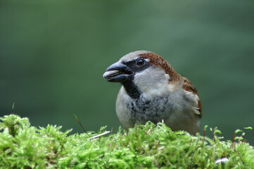 A portrait of an adult male House Sparrow eating bird seed
