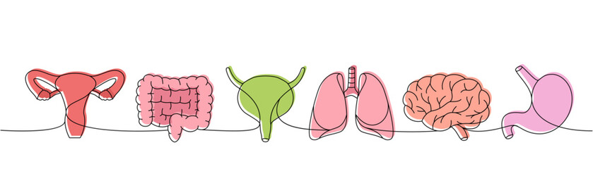 Set of human organs one line colored continuous drawing. Lungs, brain, stomach, bladder, intestines continuous colorful one line illustration.