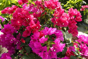 Close up of pink flowers in the garden