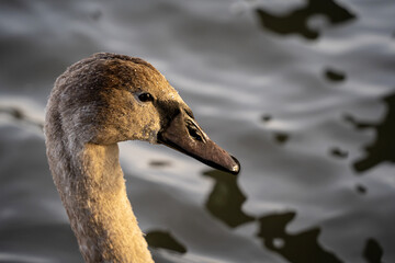 Young swan portrait close-up, head and neck of a brown cygnet with drops of water.