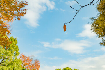 落ち葉・ラスト