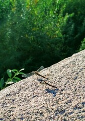 two dragonflies on a stone against a background of green forest
