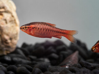 Obraz premium Cherry Barb fish. Puntius titteya