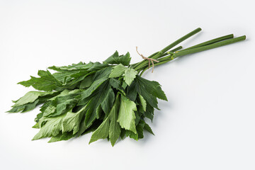 ashitaba, angelica keiskei isolated on white background