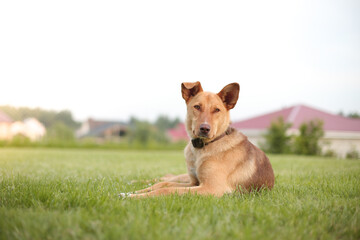 good-natured dog lying on a green lawn.