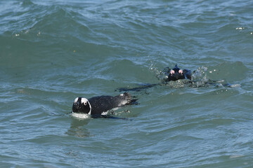 African Penguins enjoying a swim in the sheltered bay of Boulders Beach, South Africa