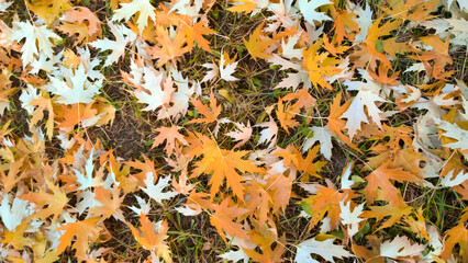background image of maple leaves on the grass .