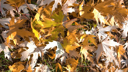 background image of maple leaves on the grass .