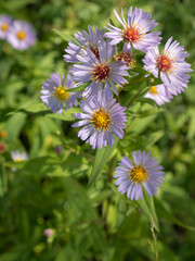 Obraz premium blooming asters on a summer sunny day