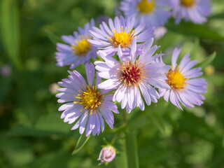 blooming asters in summer sunny day