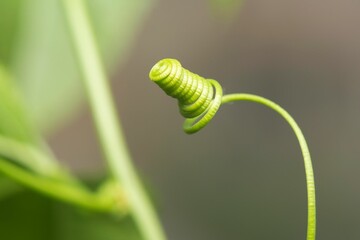 Selective focus shot of a young passionfruit tendril