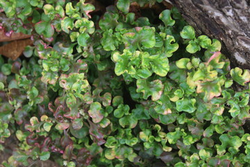 Marchantiophyta or liverworts are often found attached to rocks, soil or old, damp walls