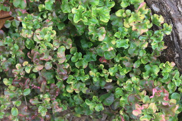 Fototapeta na wymiar Marchantiophyta or liverworts are often found attached to rocks, soil or old, damp walls