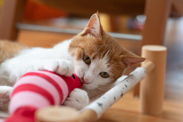 ぬいぐるみで遊ぶ猫　茶トラ白