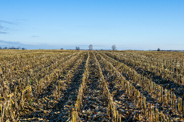 Post-harvest corn residue in the field before plowing the field. The remains of corn will be used...