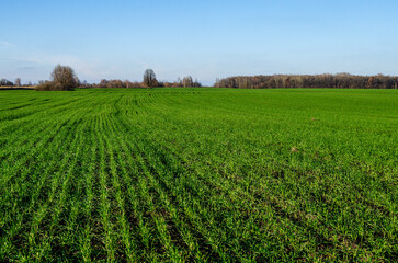 Fototapeta na wymiar Green field of young winter wheat in autumn.