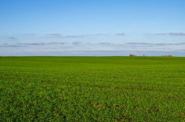 Young sprouts of winter wheat. Fertile agricultural land. 