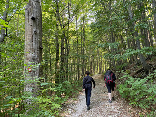 Fototapeta premium View of distant hills and mountain forests of Gorski Kotar from Risnjak National Park - Croatia (Pogled na udaljene brijegove i planinske šume Gorskog kotara iz nacionalnog parka Risnjak - Gorski kota