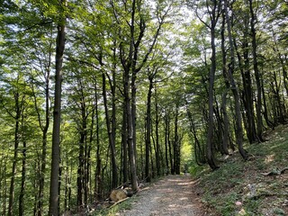 View of distant hills and mountain forests of Gorski Kotar from Risnjak National Park - Croatia (Pogled na udaljene brijegove i planinske šume Gorskog kotara iz nacionalnog parka Risnjak - Gorski kota