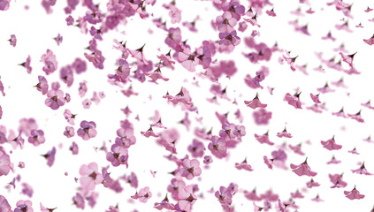 Pink Cherry Blossoms 3d rendering