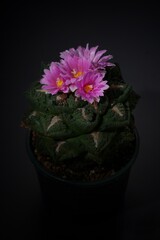 Still life photography of succulent, Pot of ariocapus species on background, succulent pot plant for decorative in house, shoot in studio, selective focus, free space for text. Park and garden concept