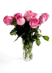 pretty pink rose isolated close up