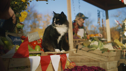 Black and white cat sits on box with tomatoes, smells flowers and enjoys their fragrance, spends time with peoples on farmers market.