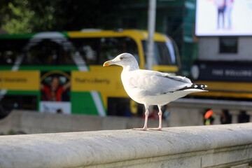 A gull on O'Connell Bridge in Dublin, Ireland.