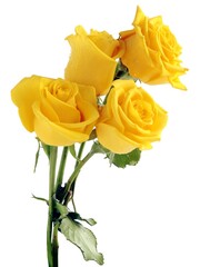 pretty yellow rose isolated close up