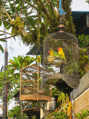 A couple of love birds in the cage hanged on the tree. Portrait