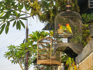 Birds in the cages hanged on the tree outdoor
